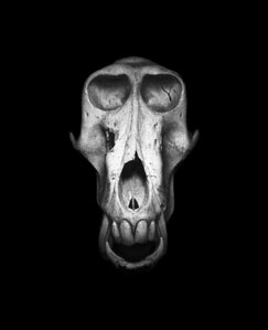 TQK_Skulls_Baboon_300.jpg