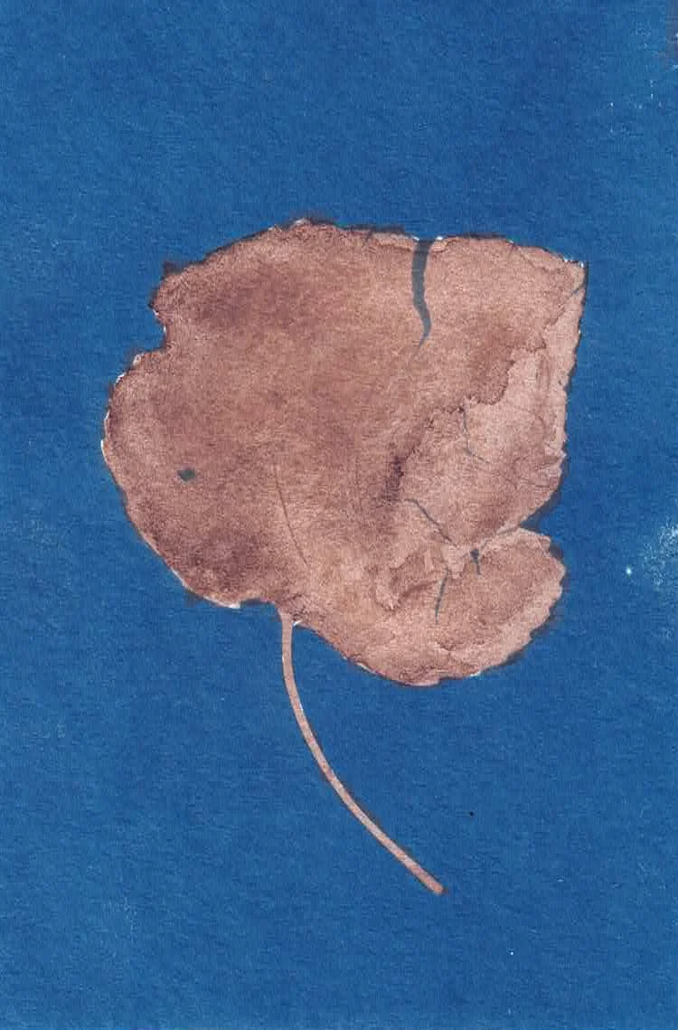 Paul-Roberts_Cyano-leaf_crop.jpg