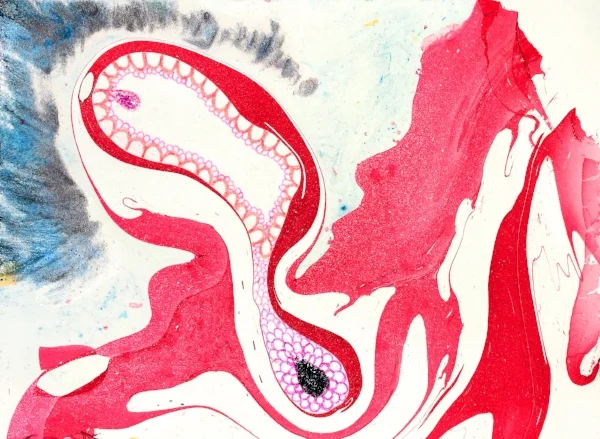 Dentata with Butthole.jpg