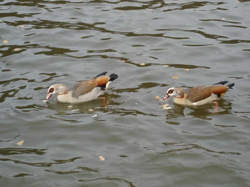 Jeong (cello quartet)