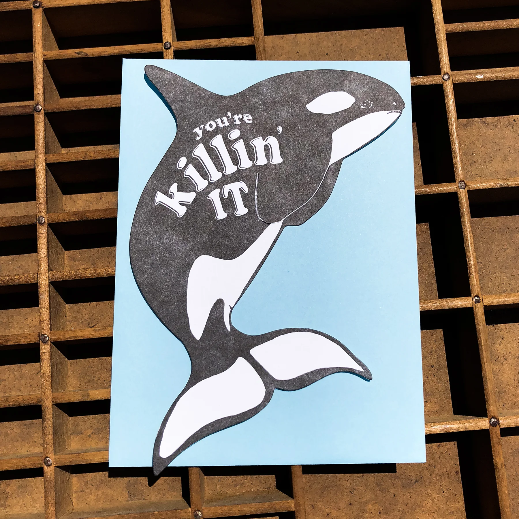killerwhale1.jpg