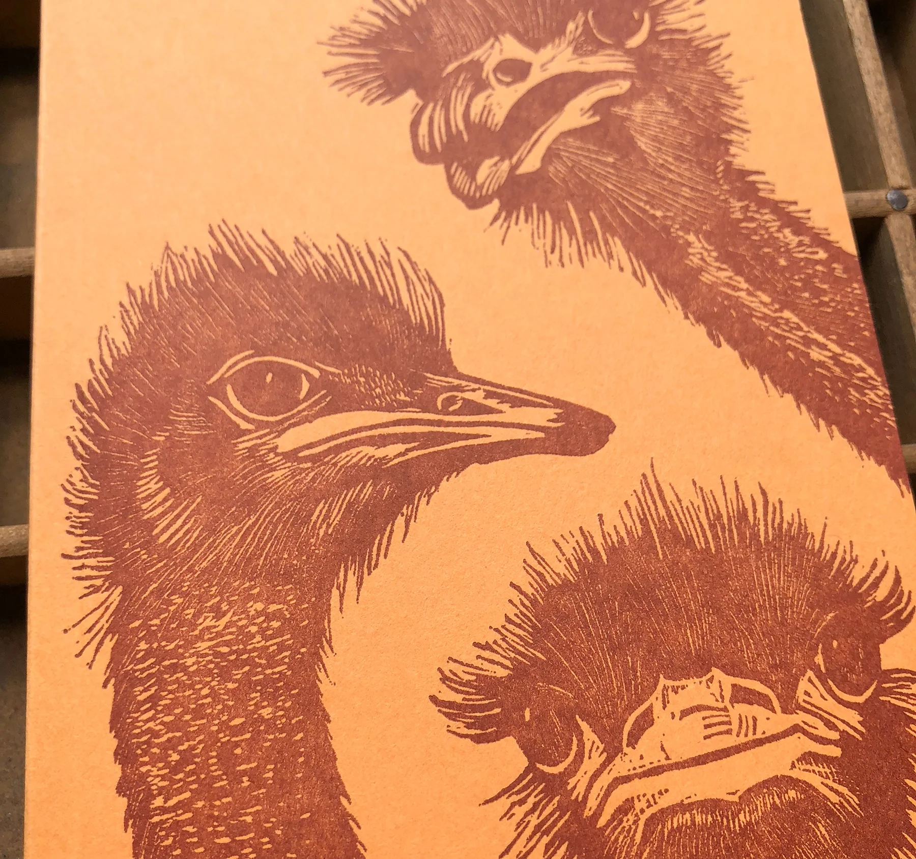 ostriches5.jpg