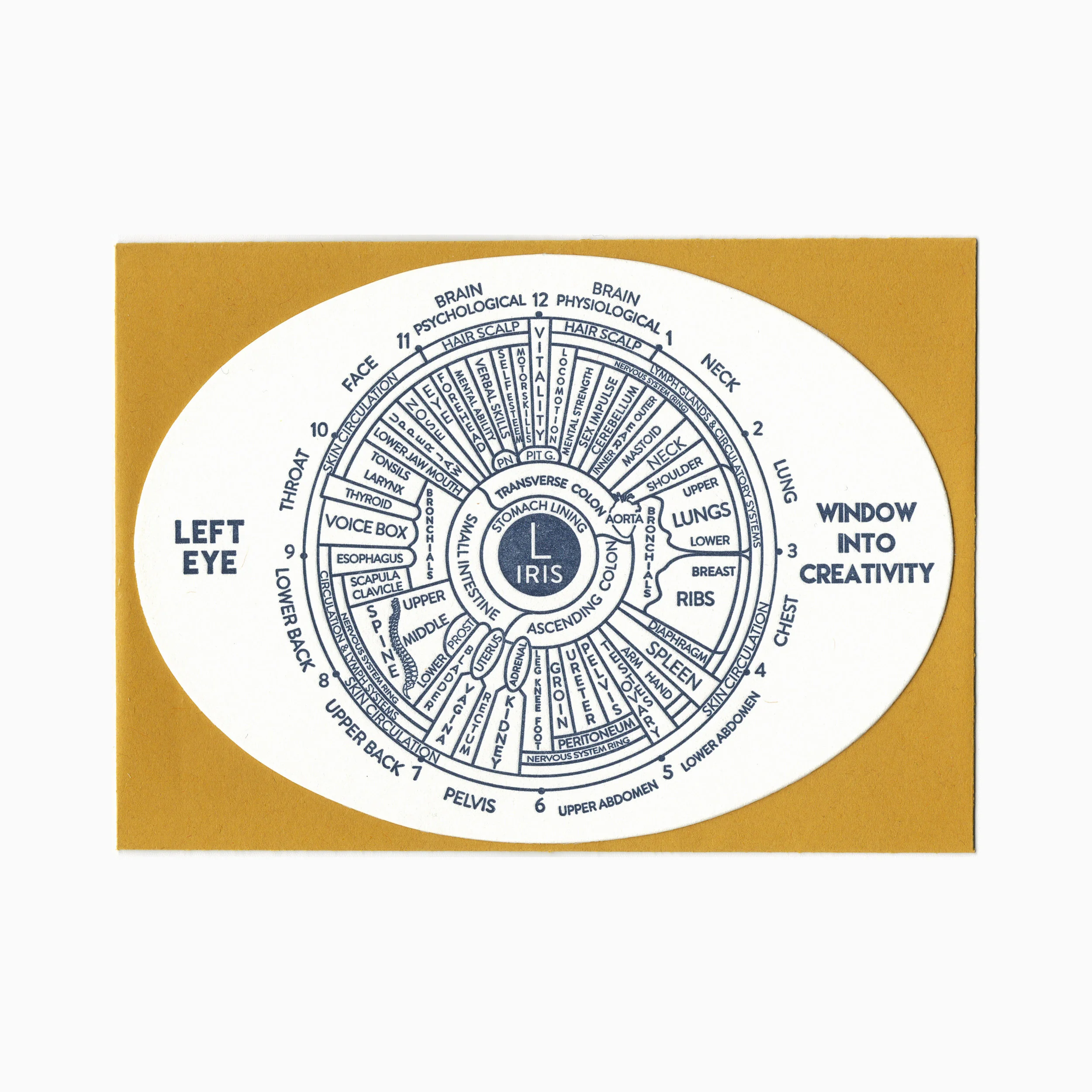 iridology.jpeg