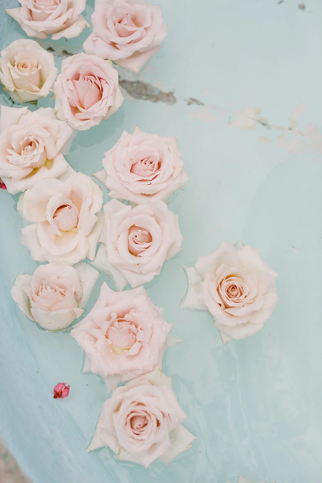 pink roses, dessert wedding, Palm Springs wedding || Orange Blossom Special Events