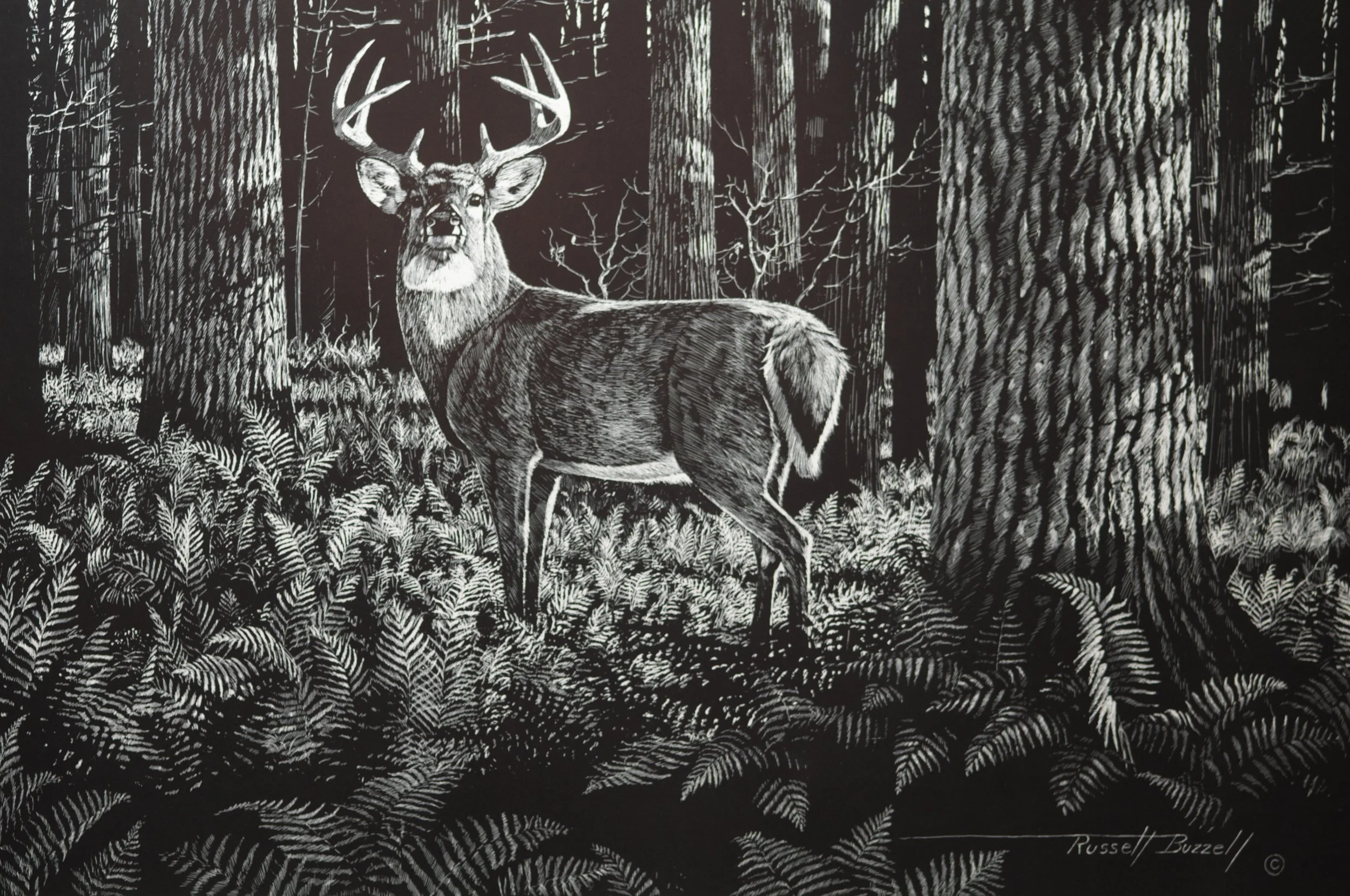 NEWhitetail Buck.jpg