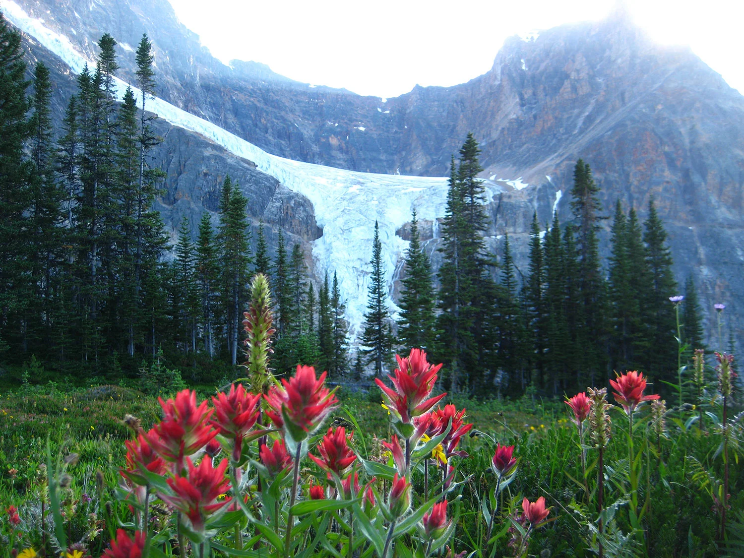 Angel-Glacier-and-Paintbrush.jpg