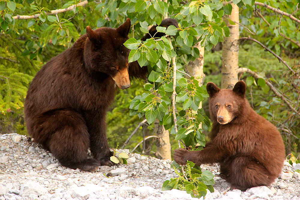 Black-Bear-&-Cub--Good-IMG_5581.png