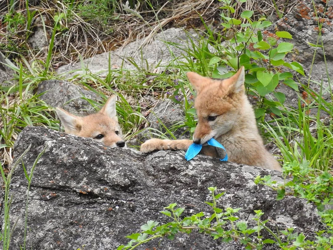 Coyote Pups, Jasper, AB