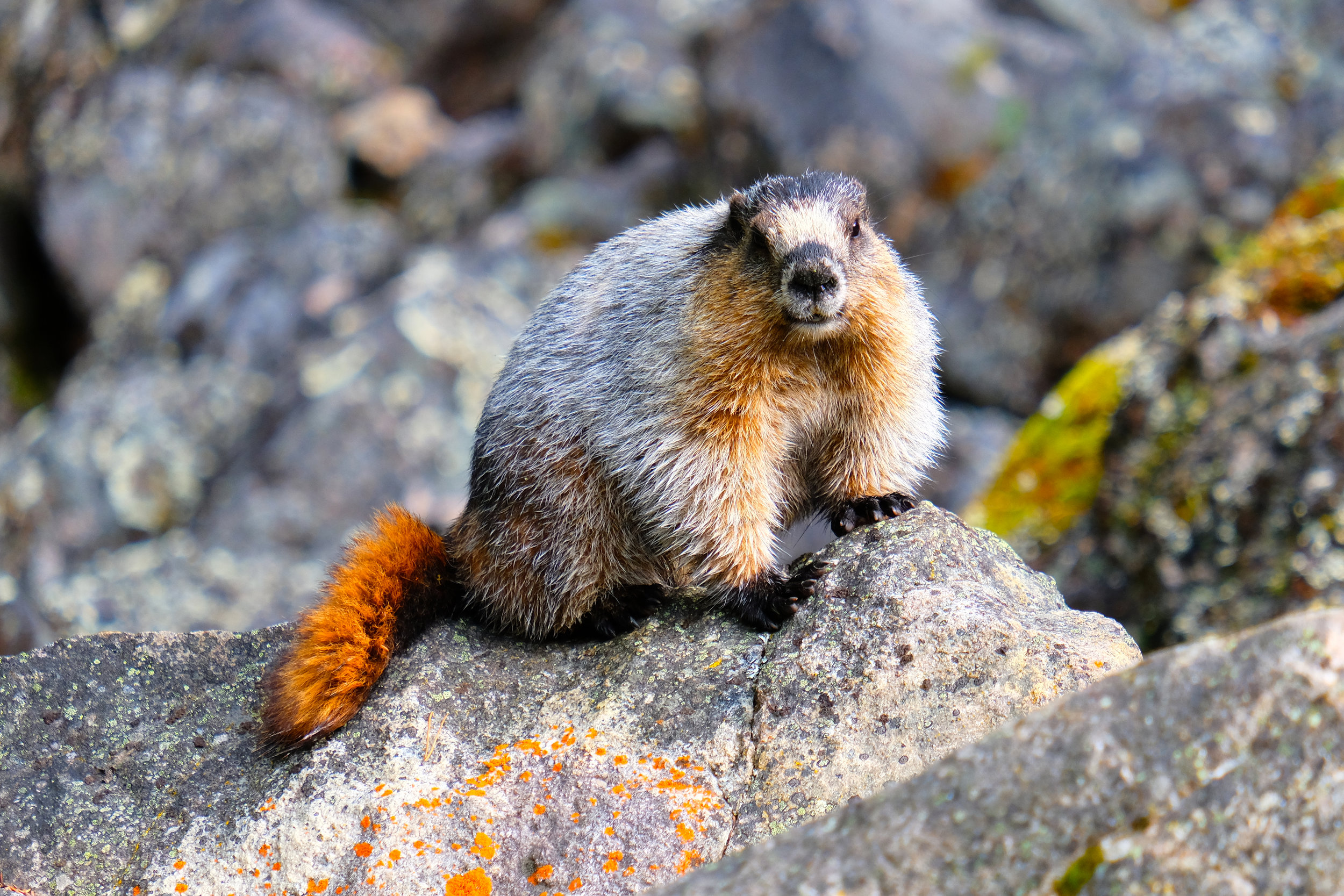 Hoary Marmot