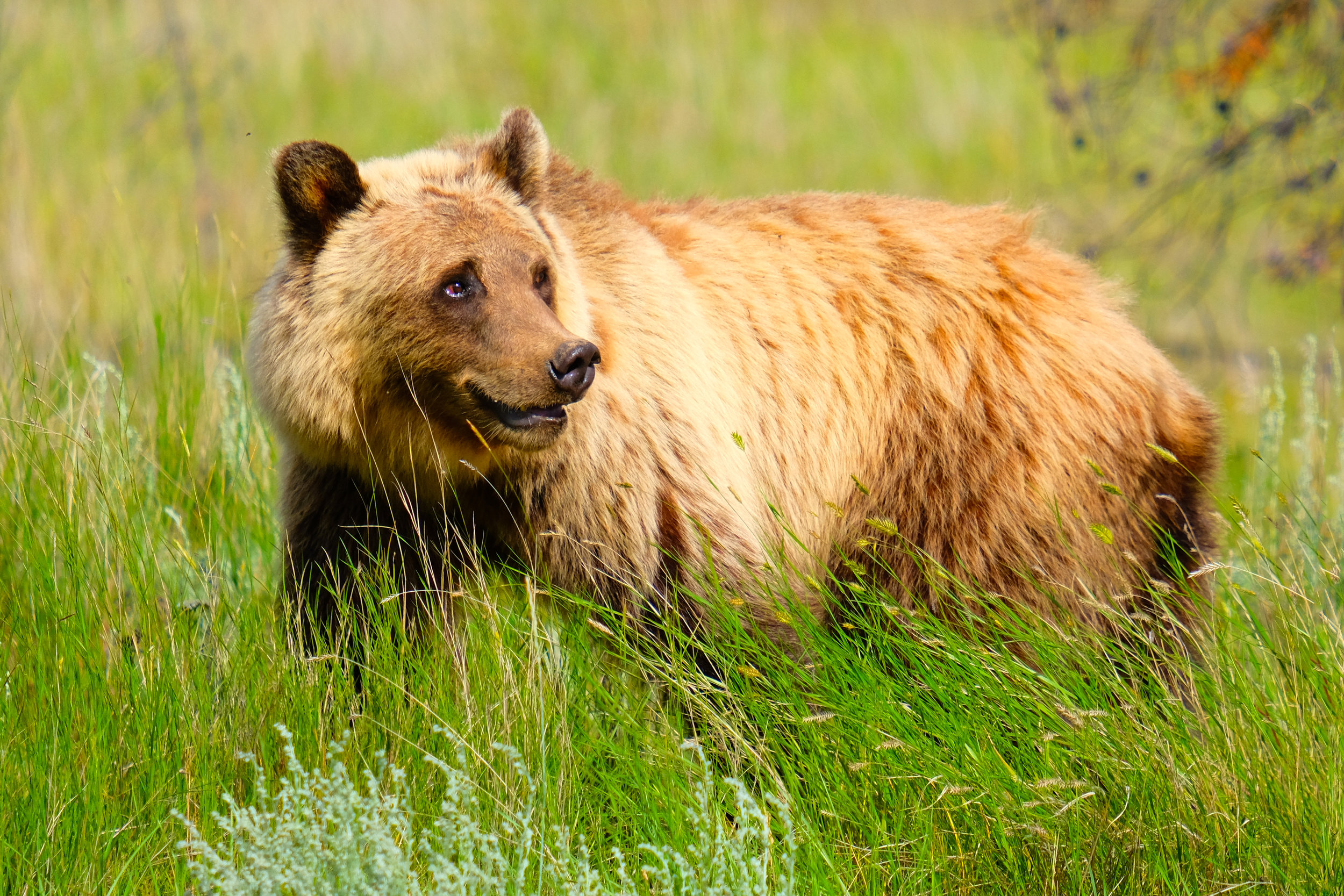 Grizzly Bear