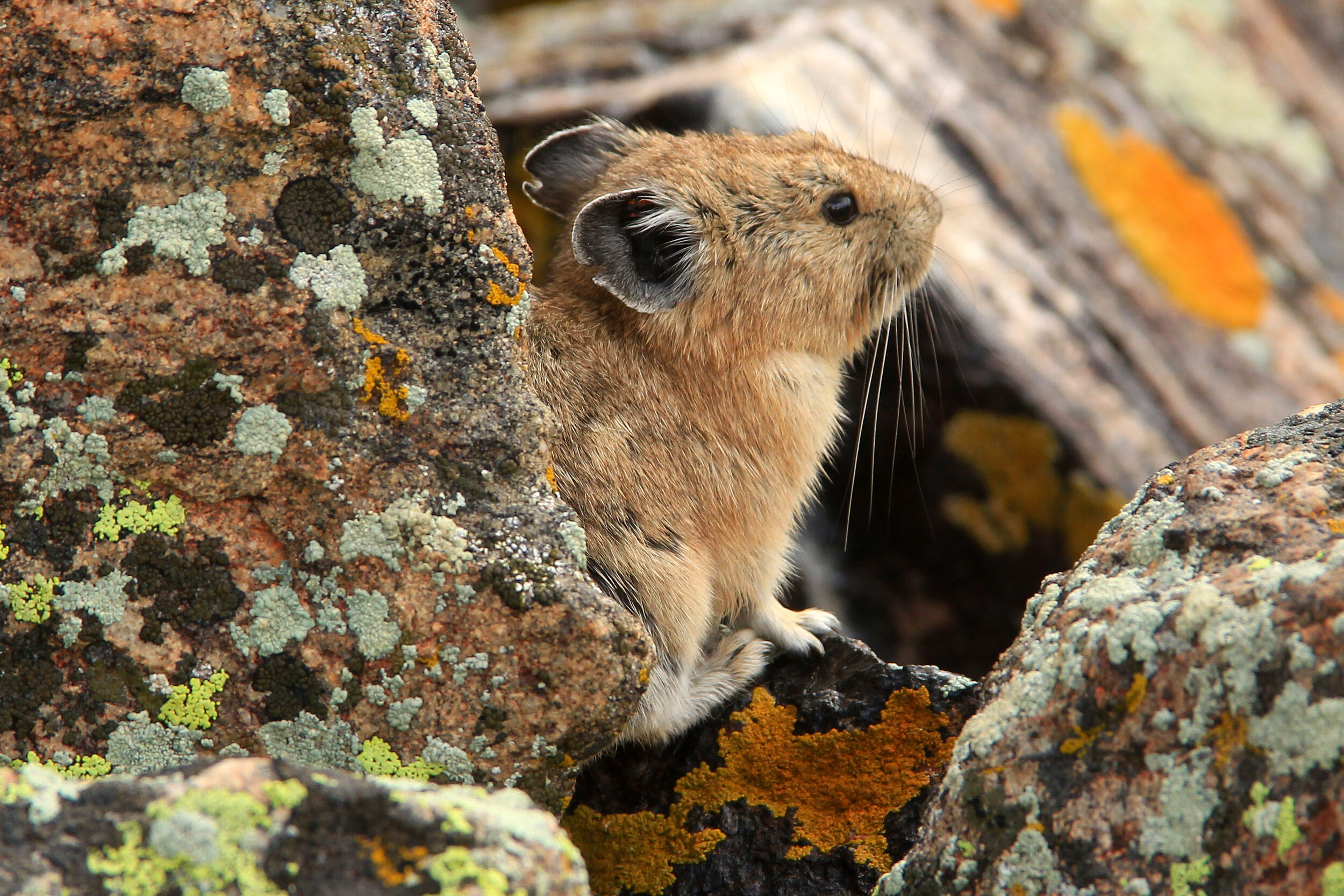 WILDLIFE HIKES