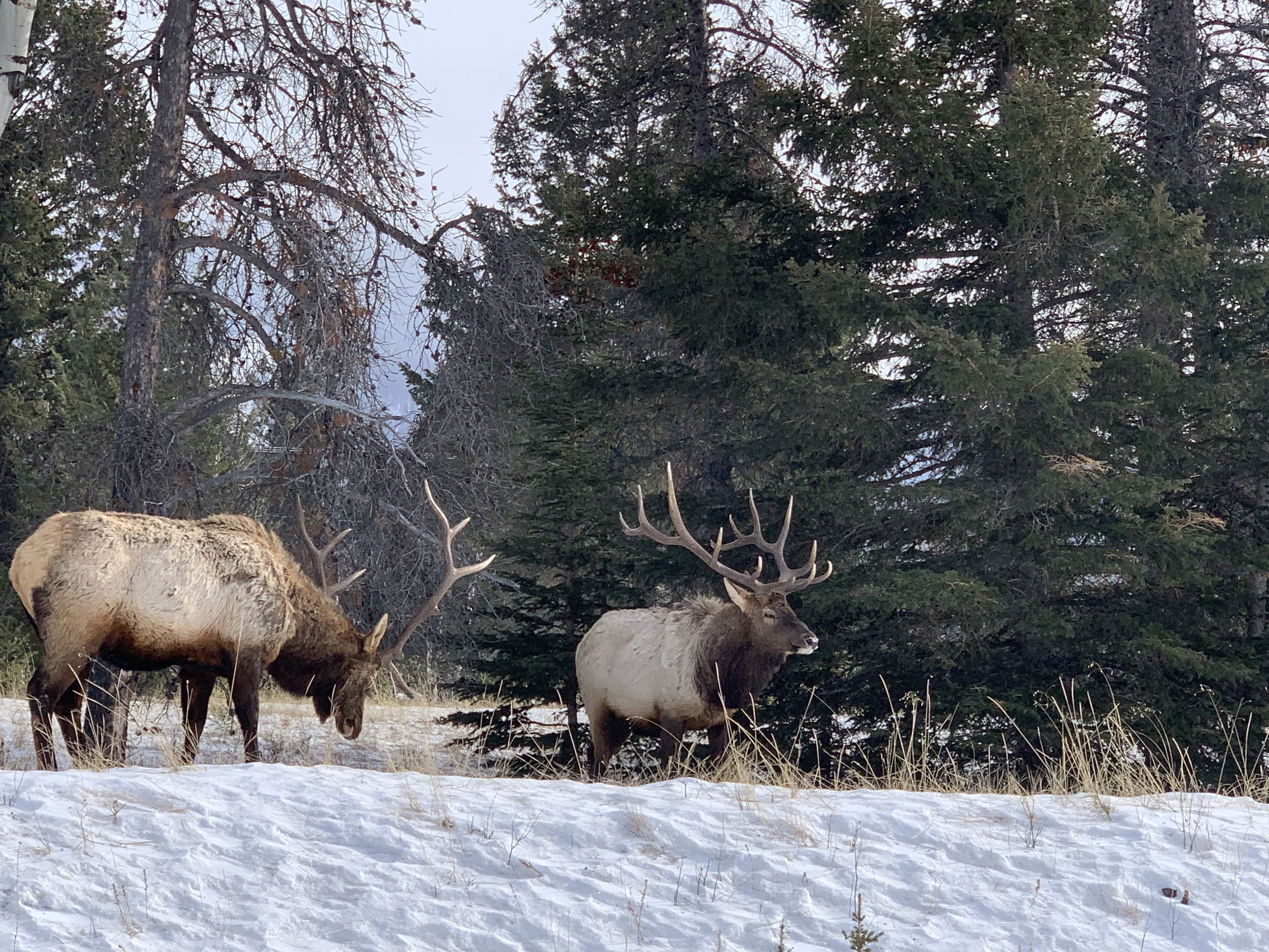 Elk on the drive to the canyon