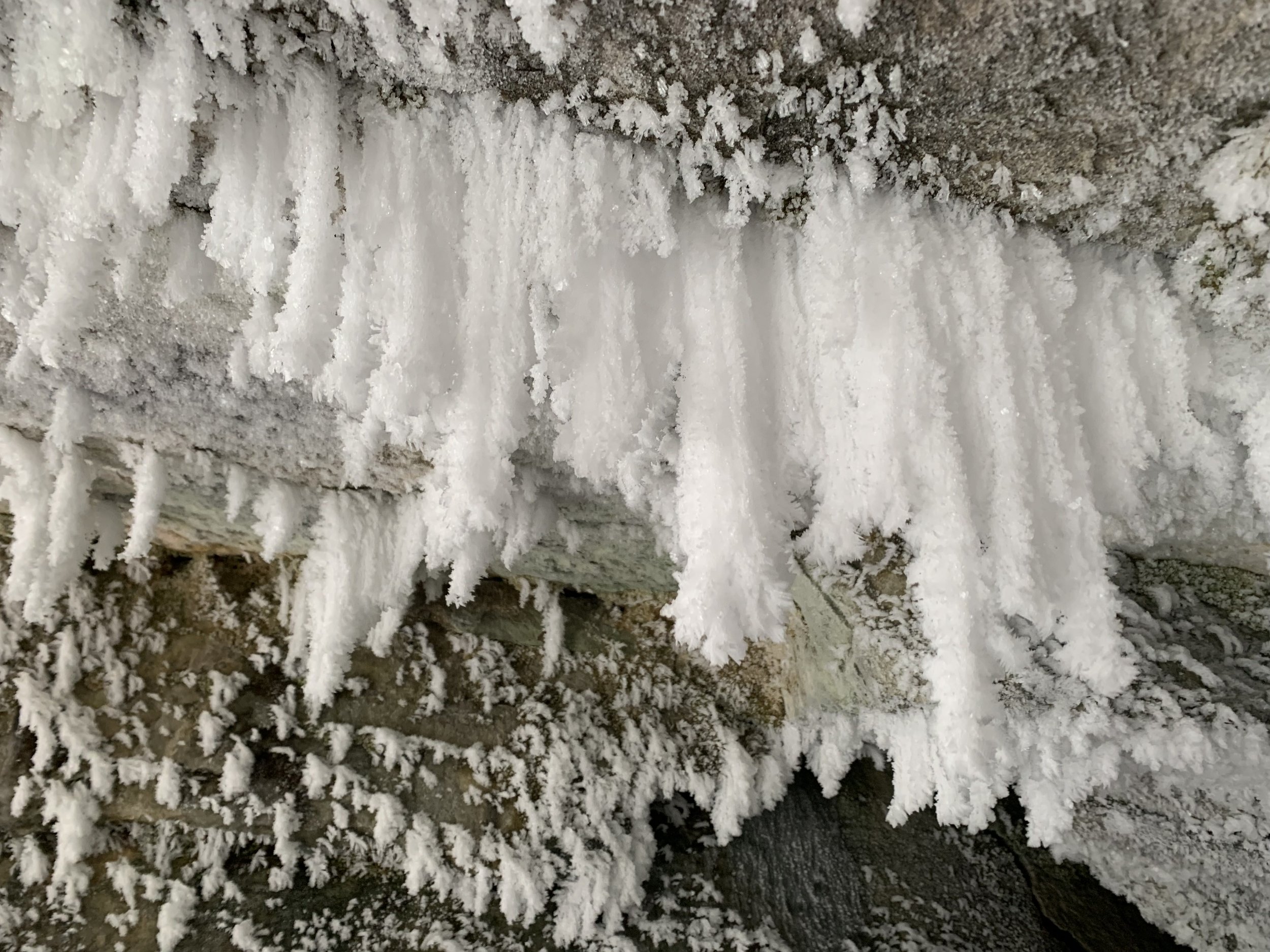 Feather Dusters in Mouse Hole Cave