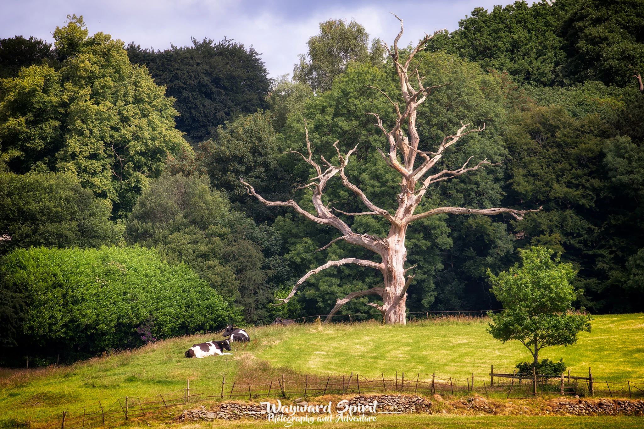 I have been after a photo of this tree for years... now it is done... perhaps we are ready to move on!