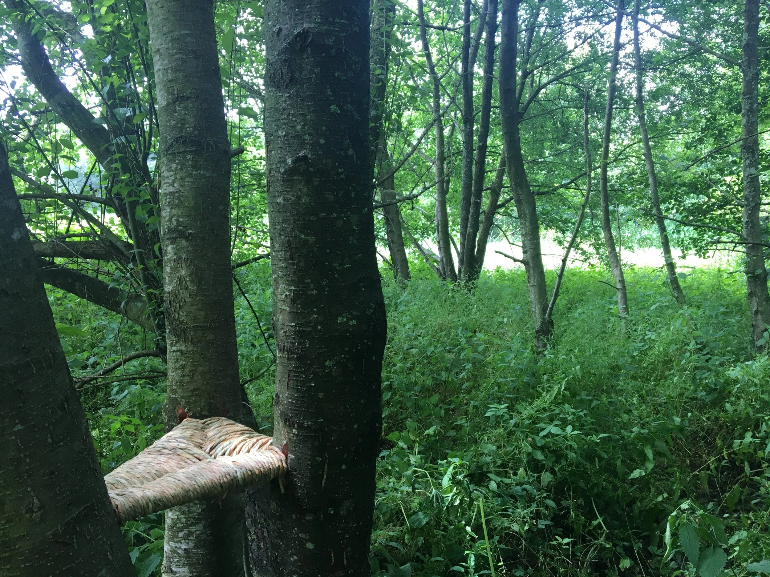 RUSHING IN THE TREES