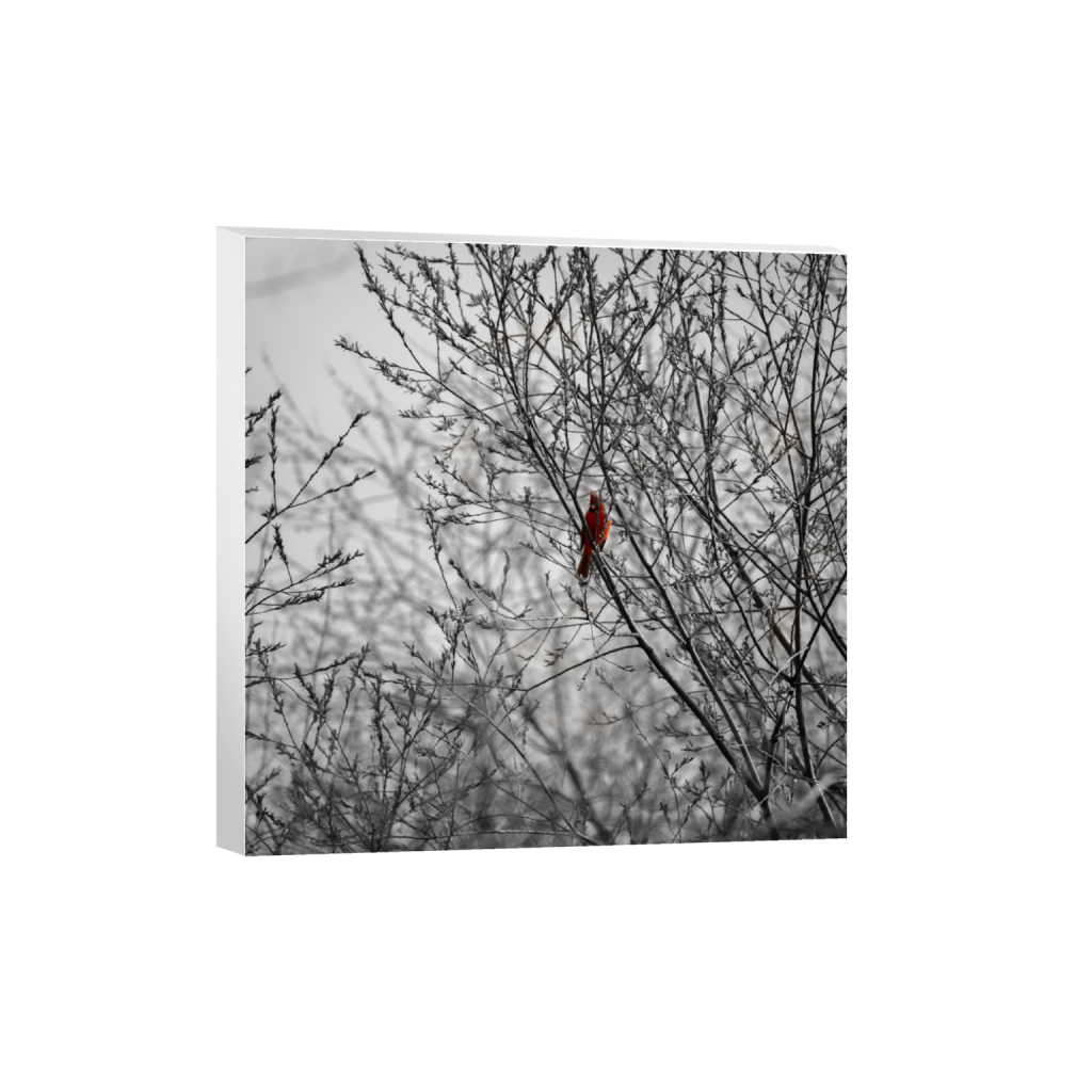 canvas_square_1120_0_4480_4480_0.png