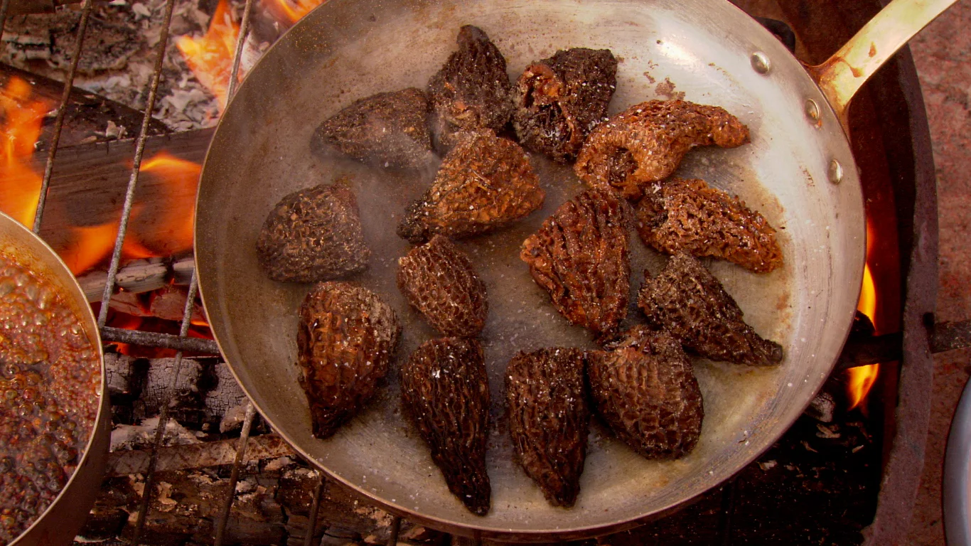Untamed Gourmet, I-II (2010-12)