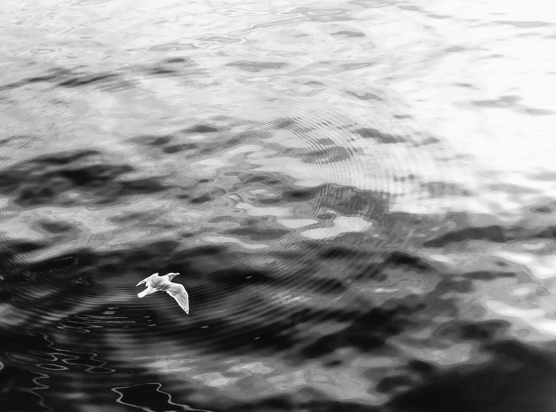 121008.Seagull.Rings_b.jpg