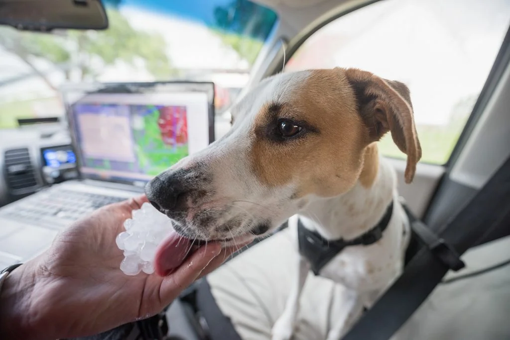 As giant hail starts to fall, it's time to get back in the car and see what they taste like!