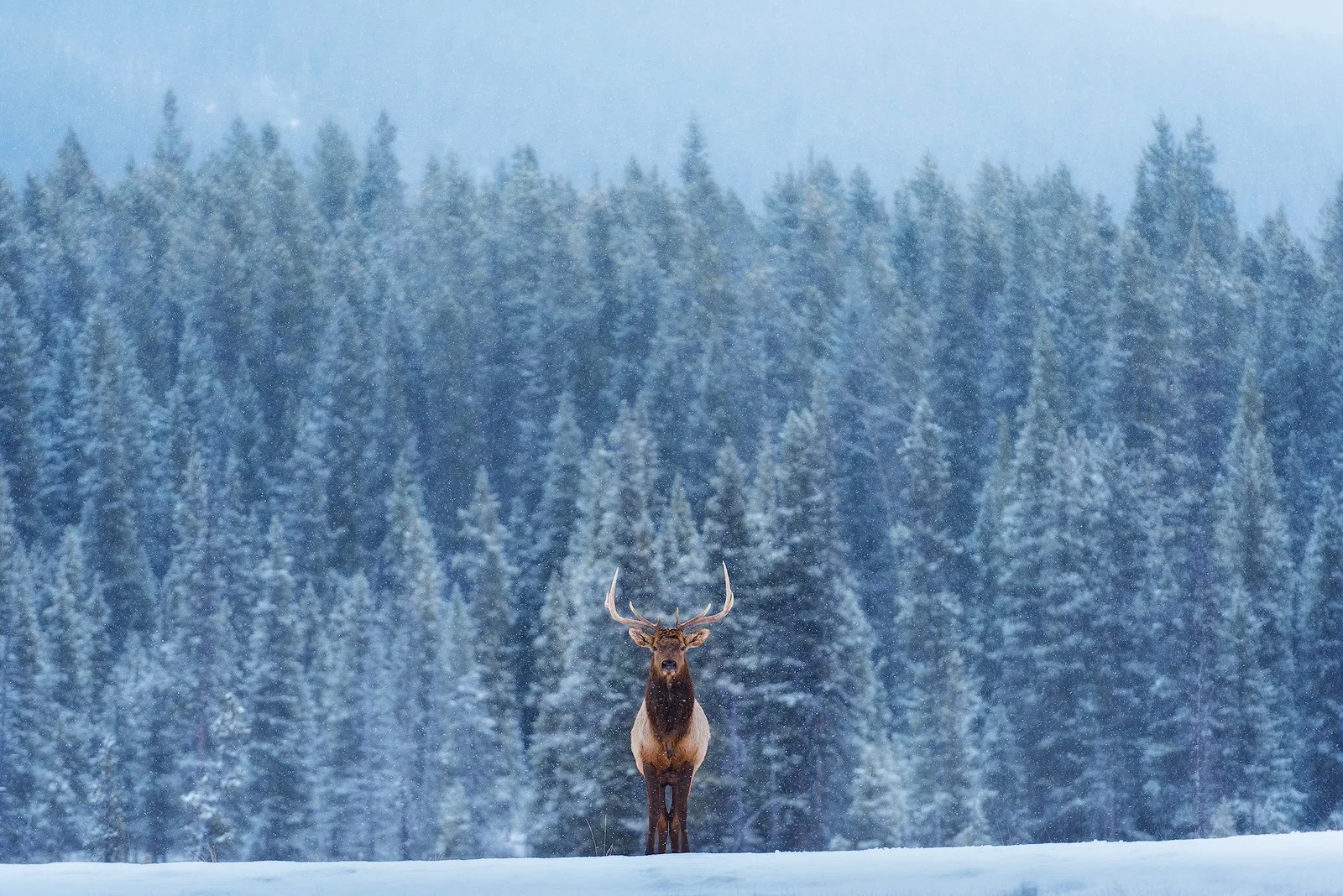 A lone elk and myself having a moment in the Canadian Rockies. Nikon D810 | Nikon 70-200mm
