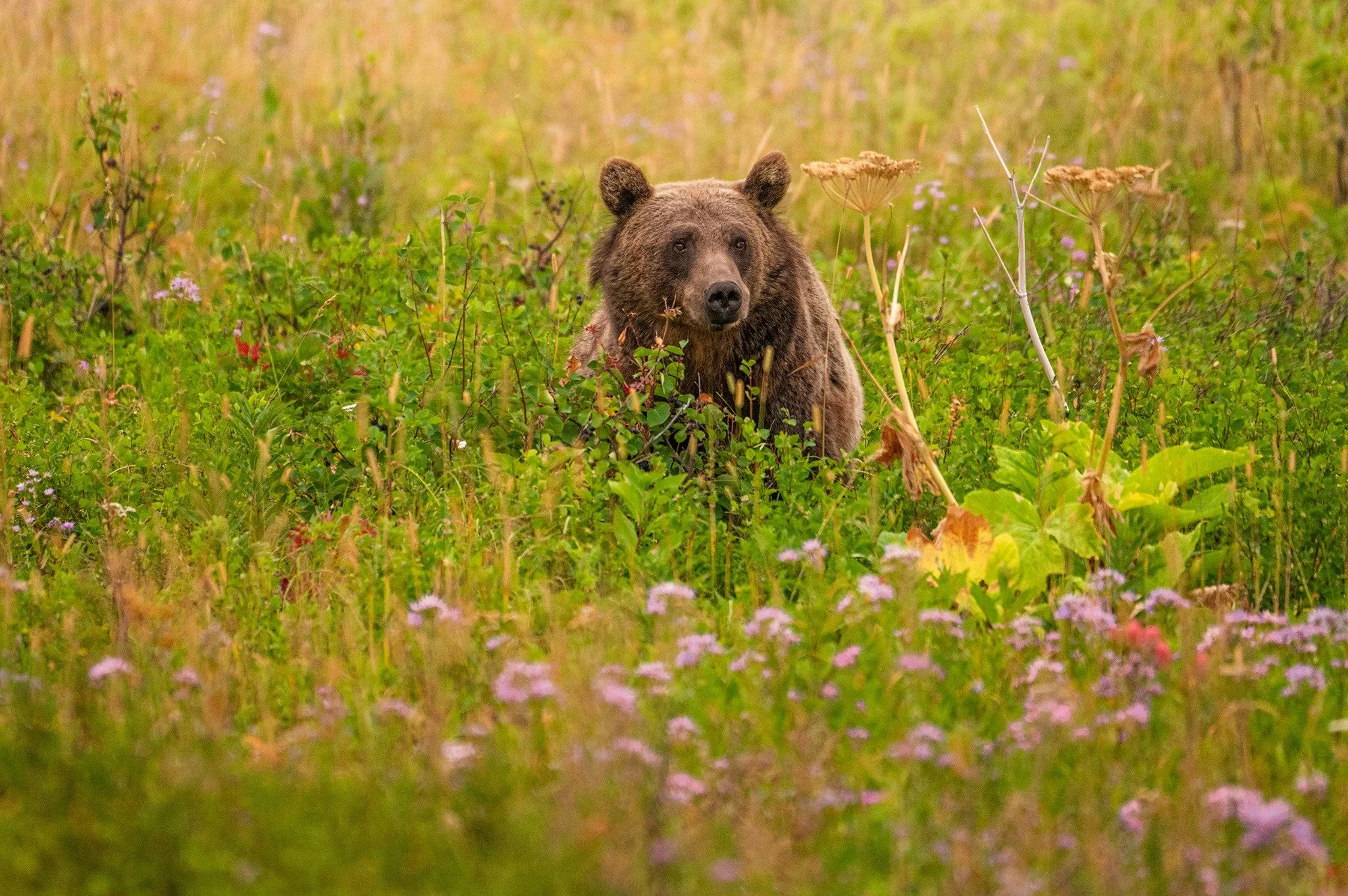 grizzlyflowers.jpeg