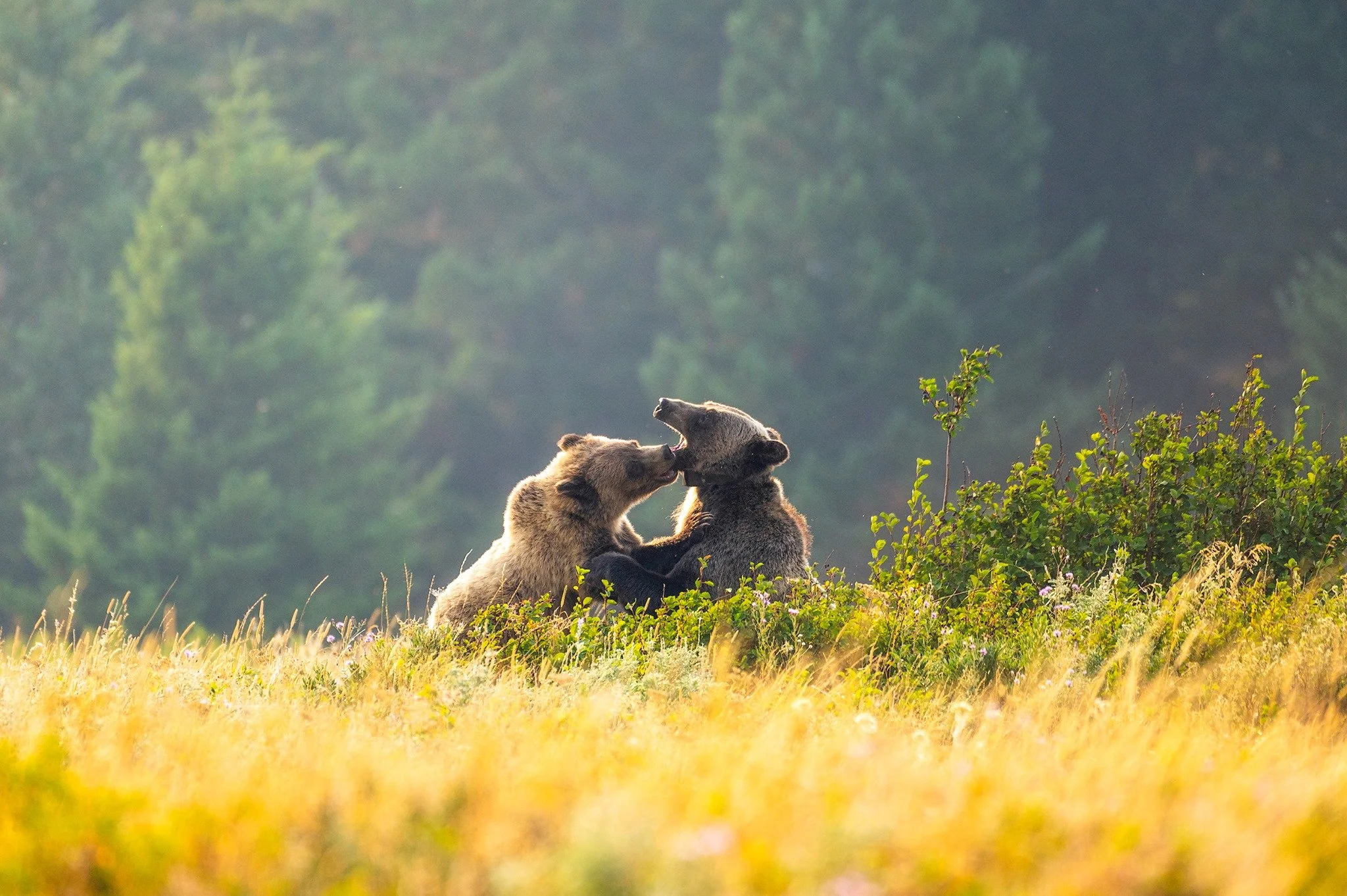bearfight.jpeg