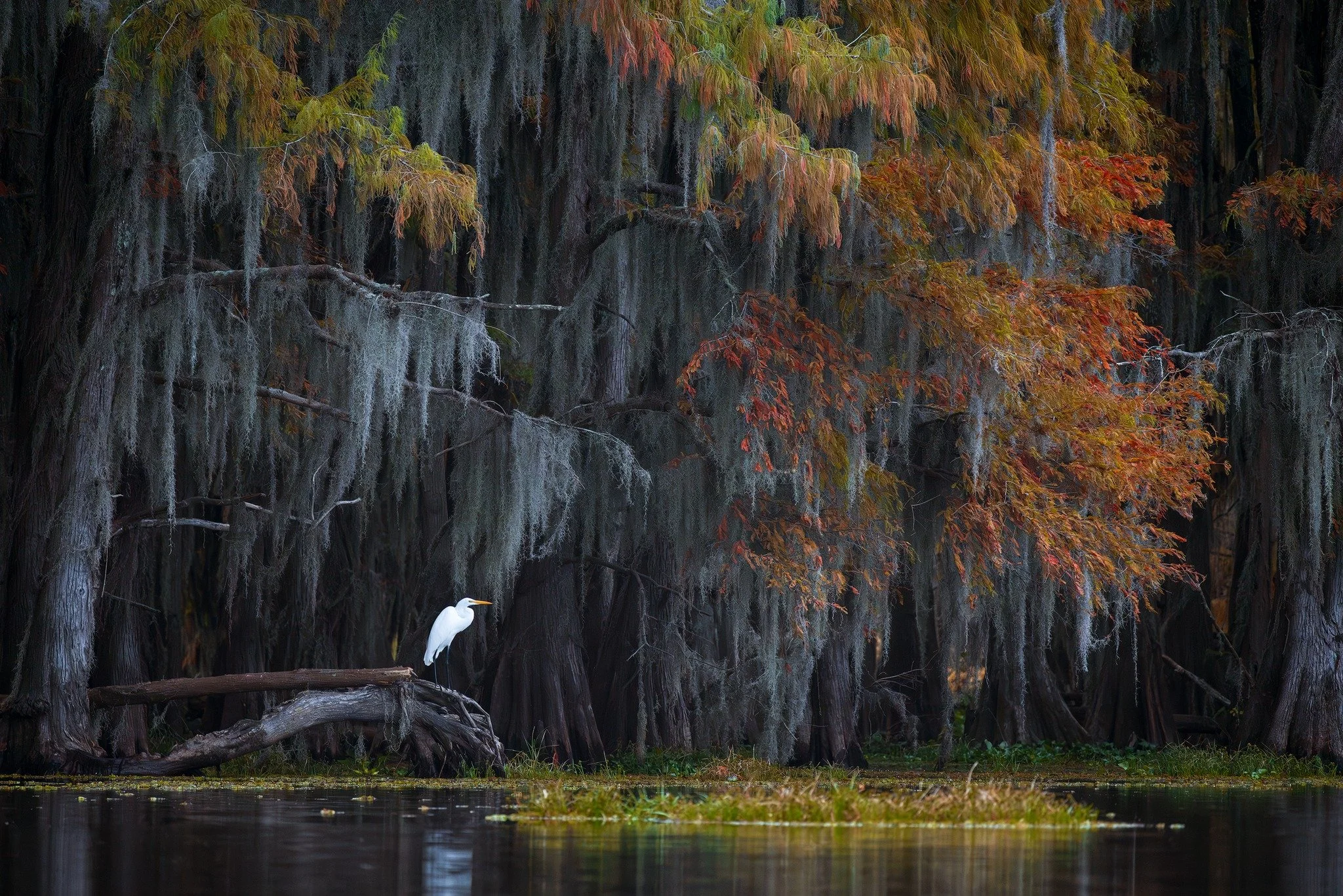 Bayou1.jpeg
