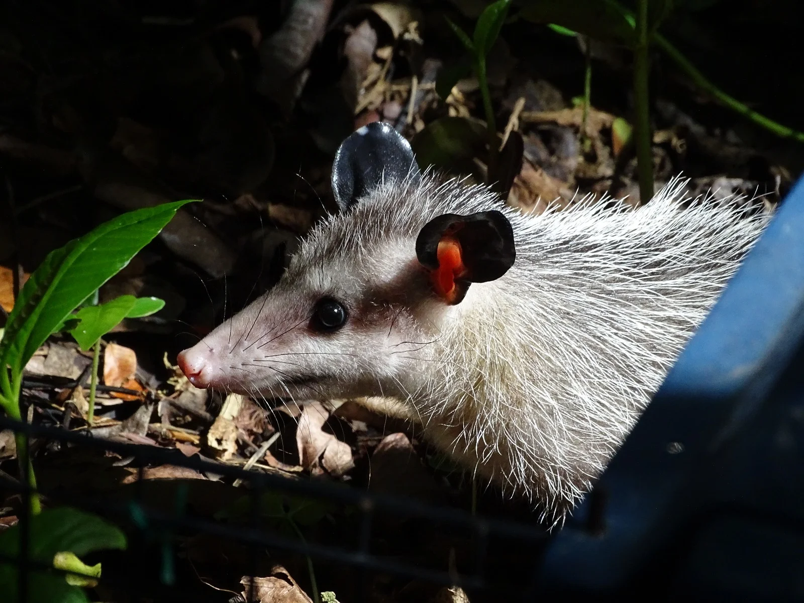 Opossum4.jpeg