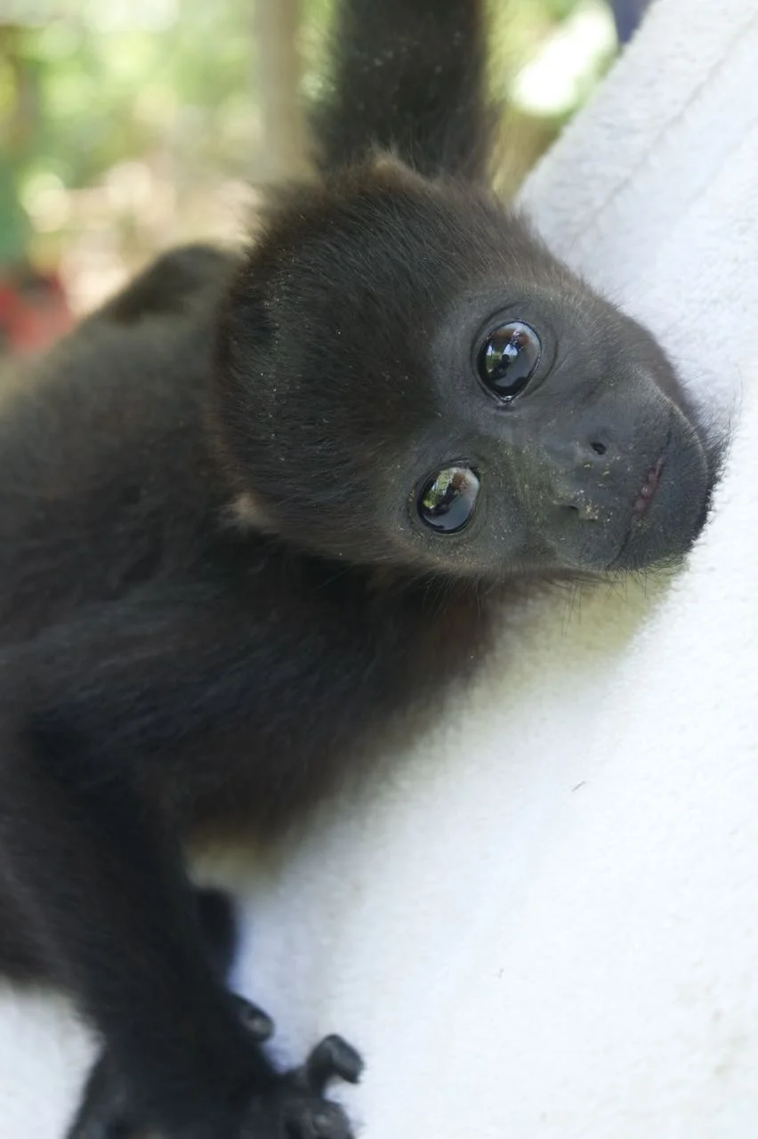 WhatsApp Image 2018-05-03 at 2.41.48 PM.jpeg