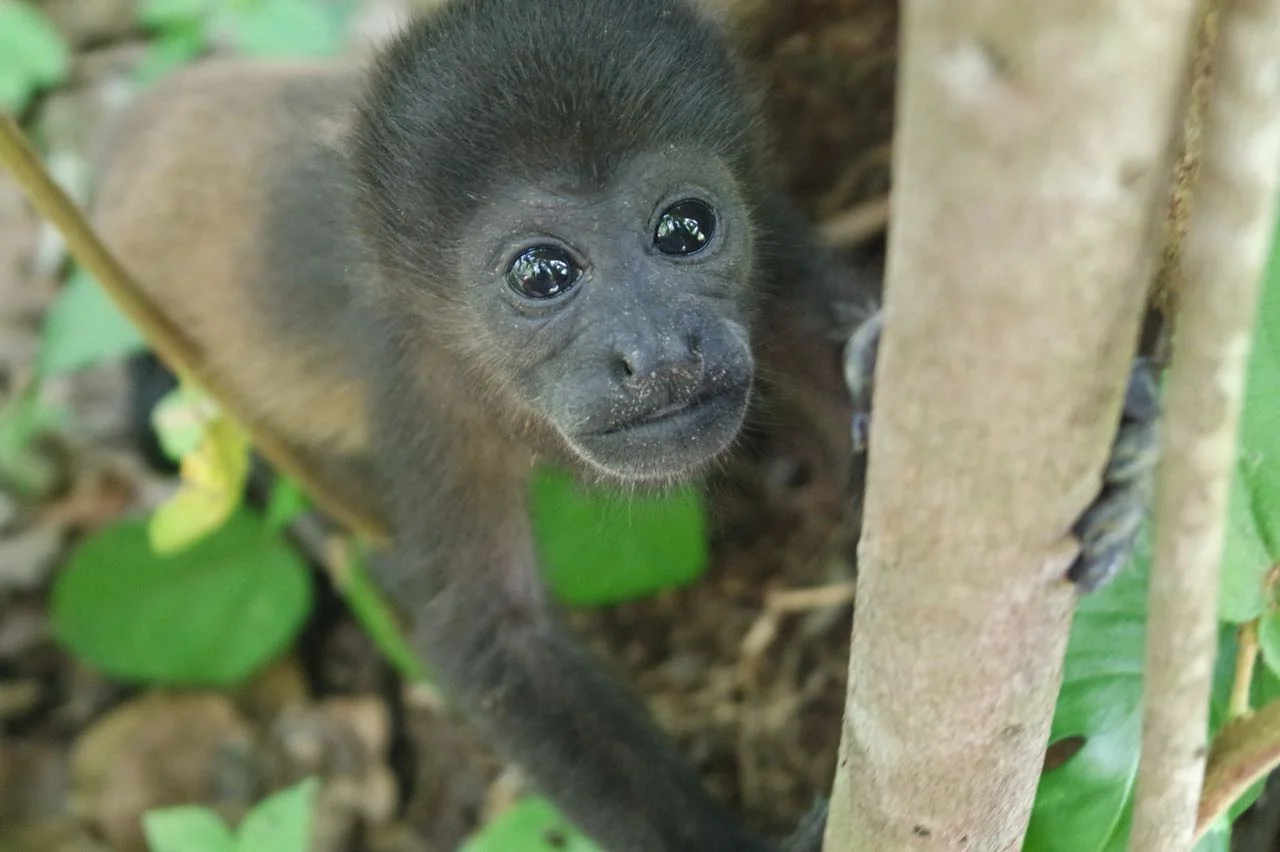 WhatsApp Image 2018-05-03 at 2.42.01 PM (1).jpeg