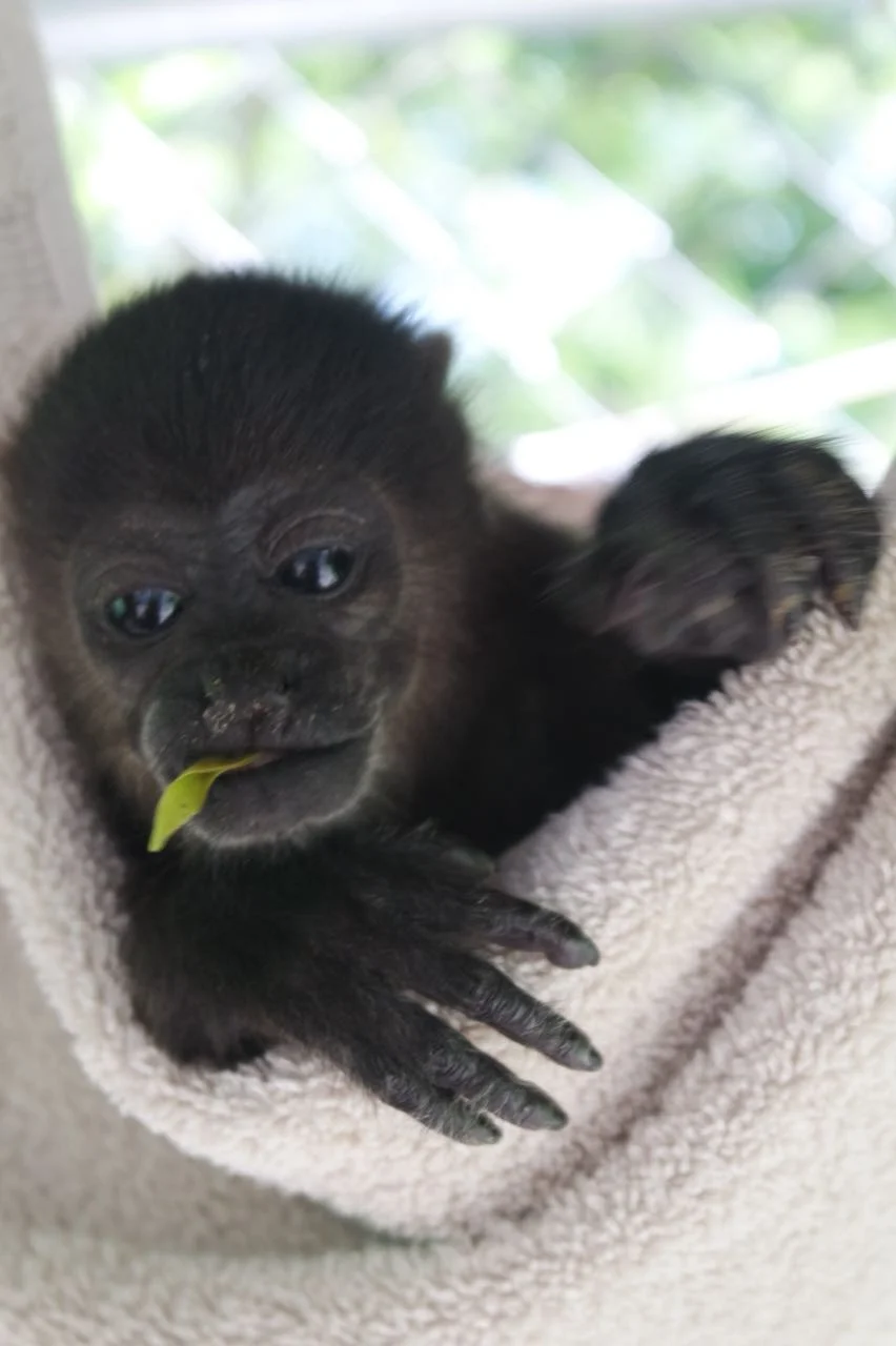 WhatsApp Image 2018-05-03 at 2.42.04 PM (1).jpeg