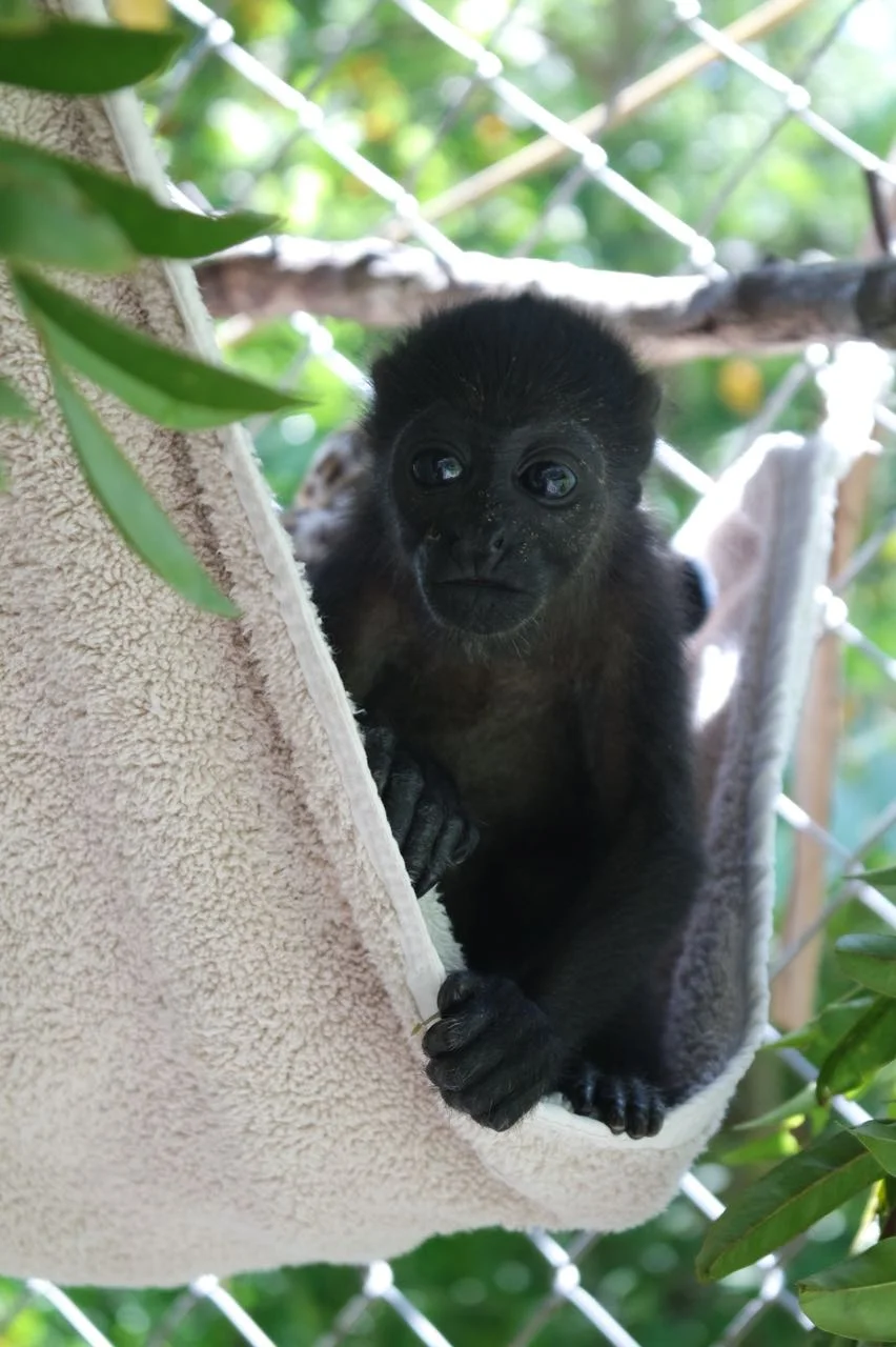 WhatsApp Image 2018-05-03 at 2.42.06 PM.jpeg