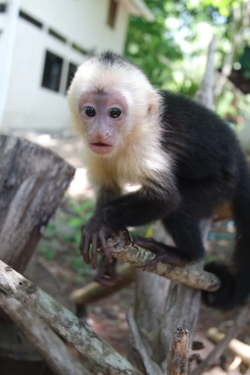 WhatsApp Image 2018-05-03 at 2.46.37 PM (1).jpeg