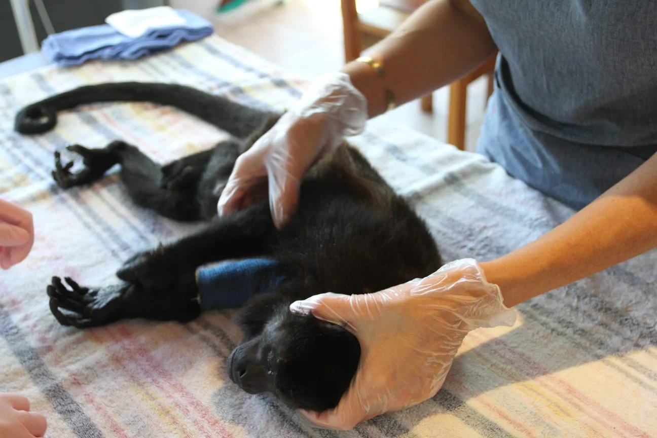 WhatsApp Image 2018-06-17 at 4.13.08 PM.jpeg