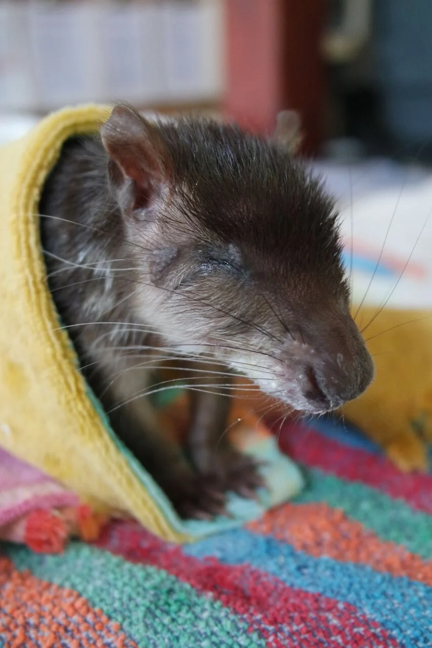 paca towel.jpeg
