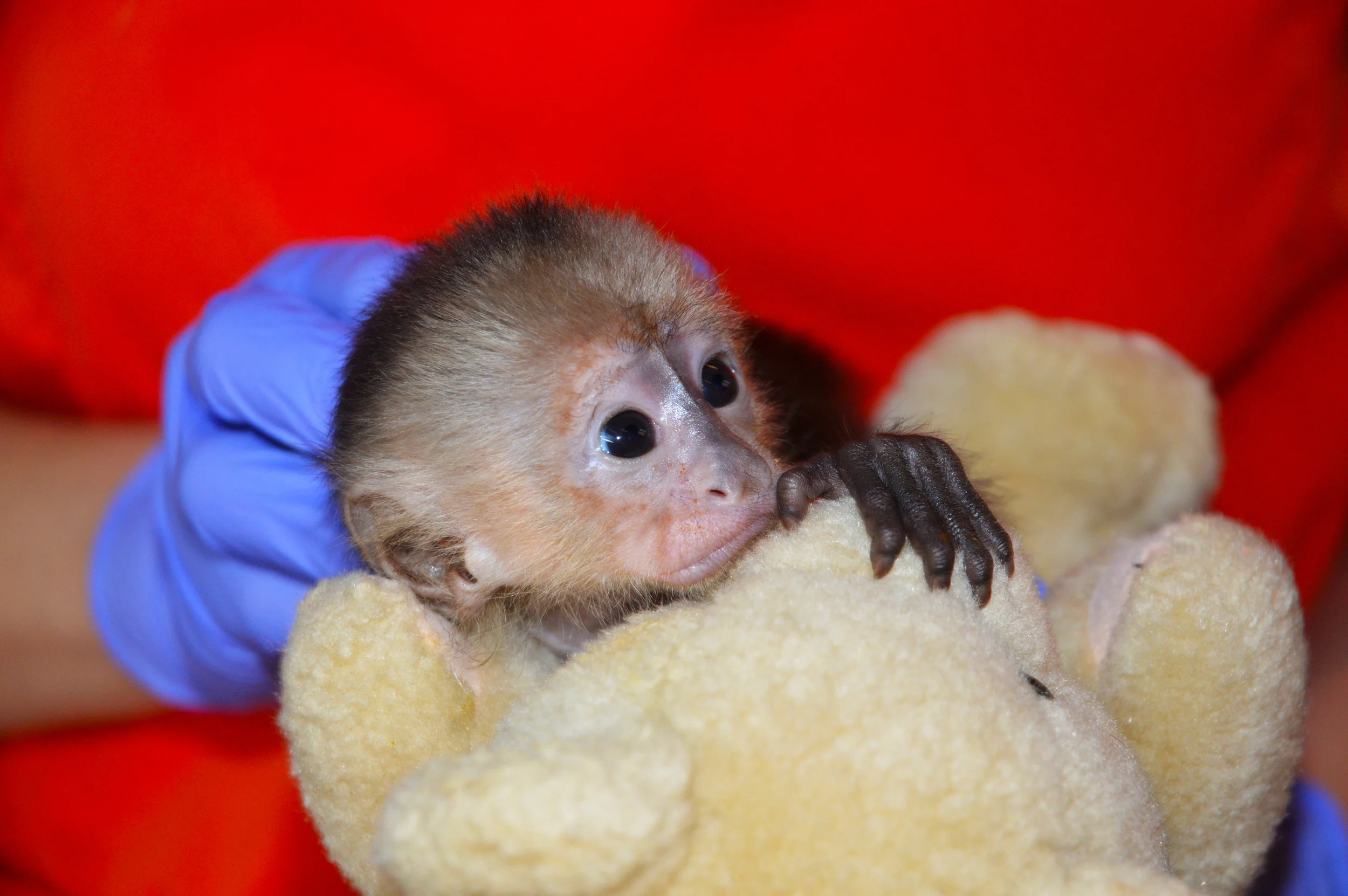 PVI Blog | Wild Sun Rescue