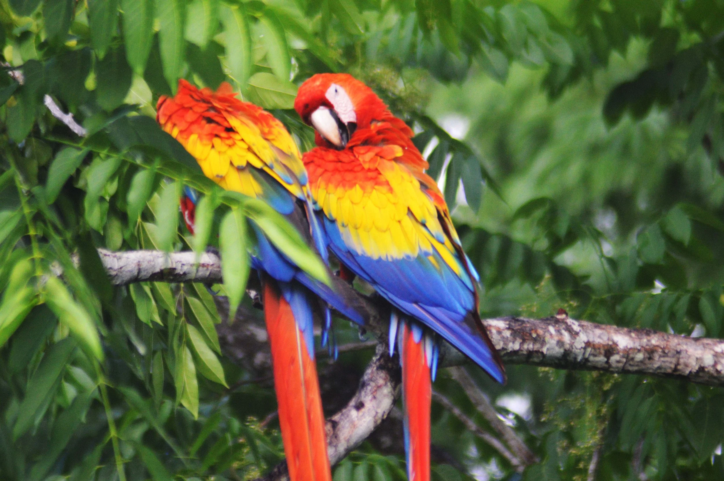 Retouched - 2 Macaws on Branch I.jpg
