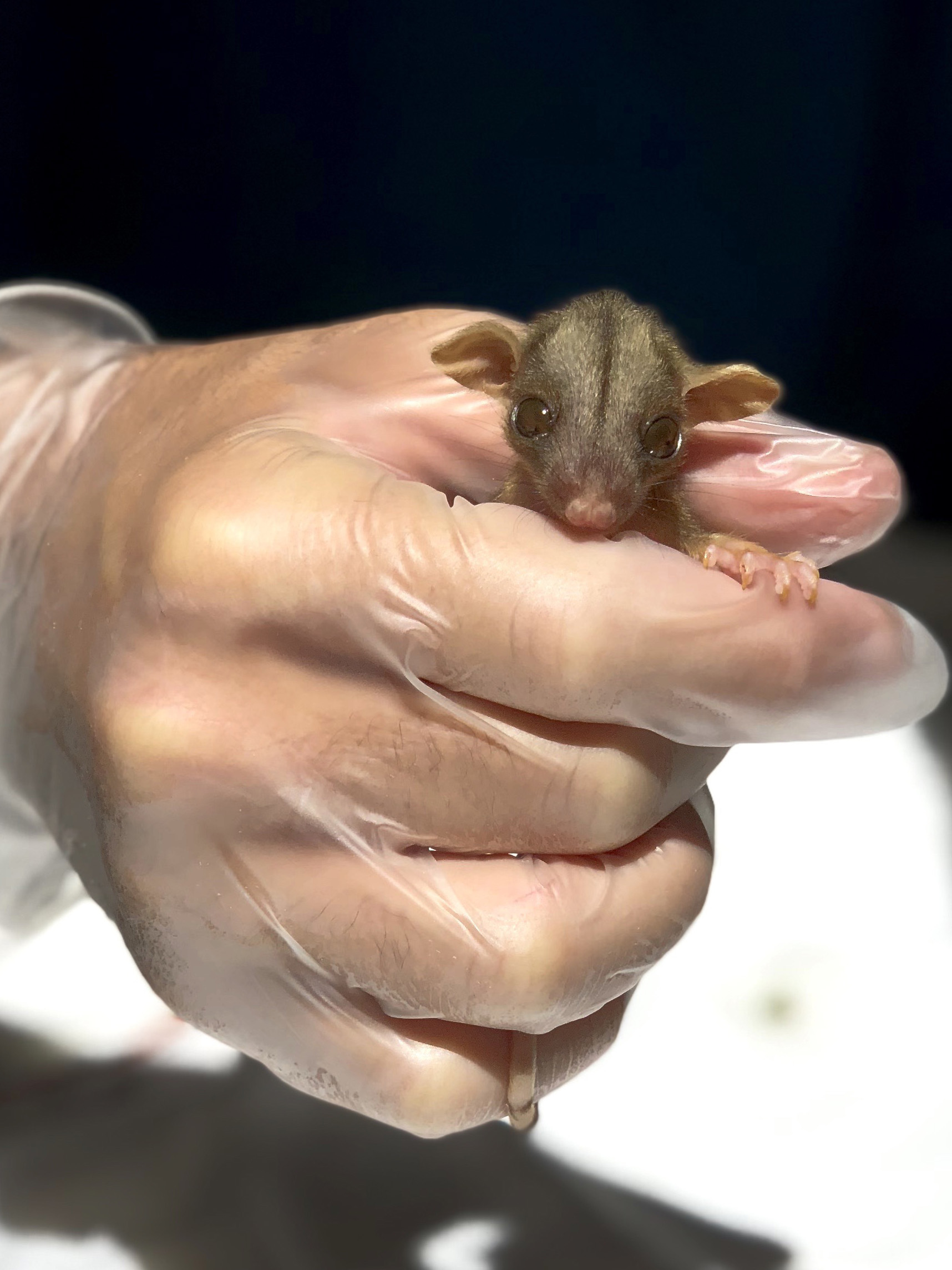 woolly opossum CU - cropped.jpg