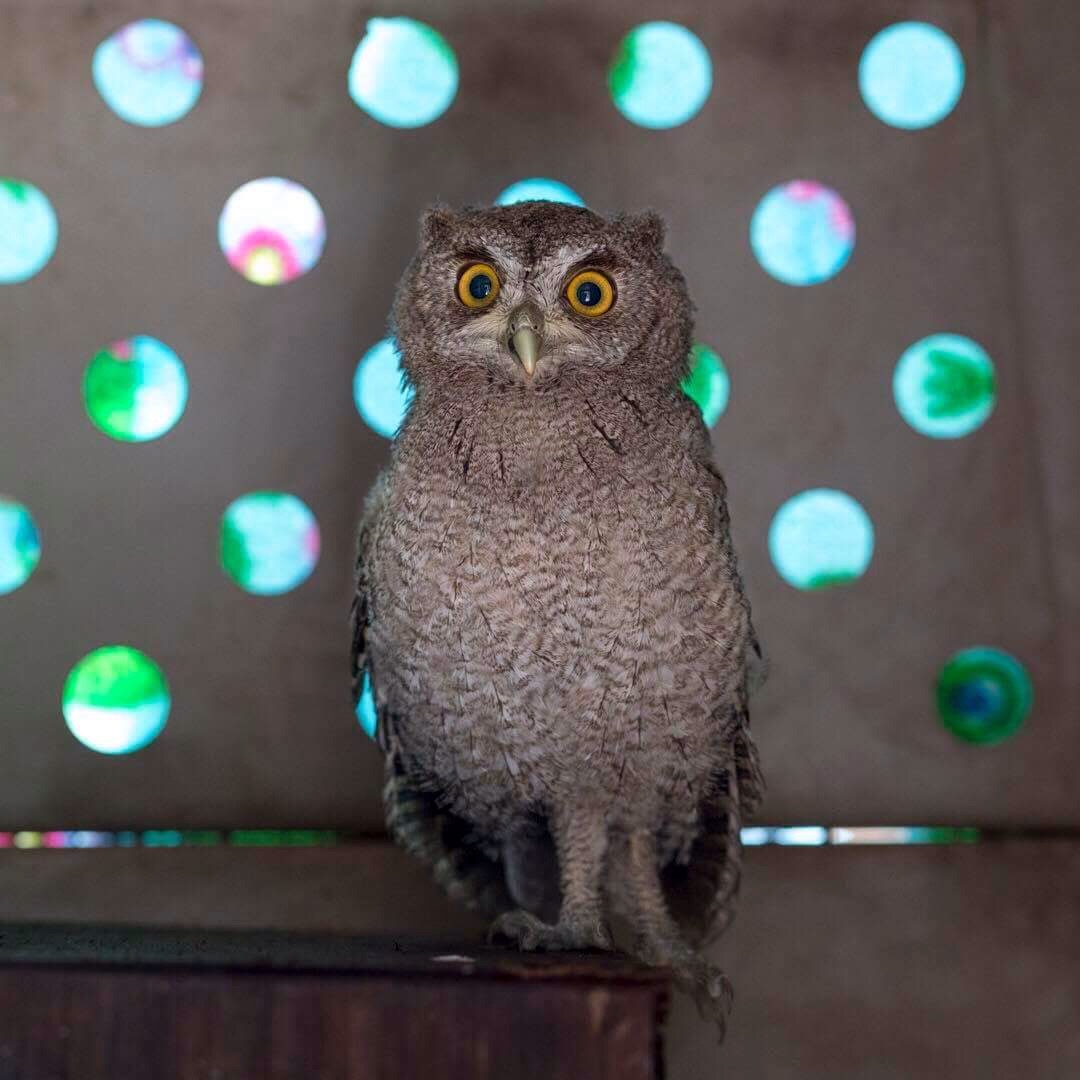 Owl 4.JPG