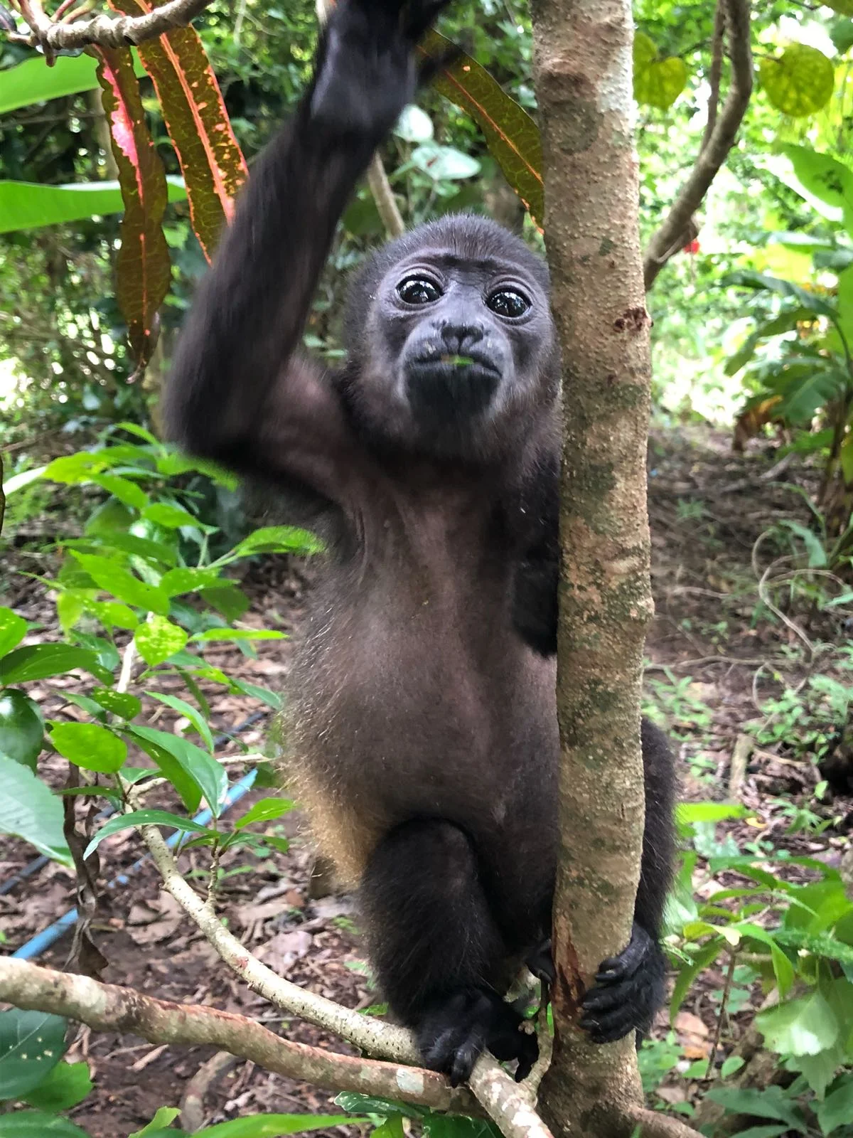 Howler Baby in tree.jpeg