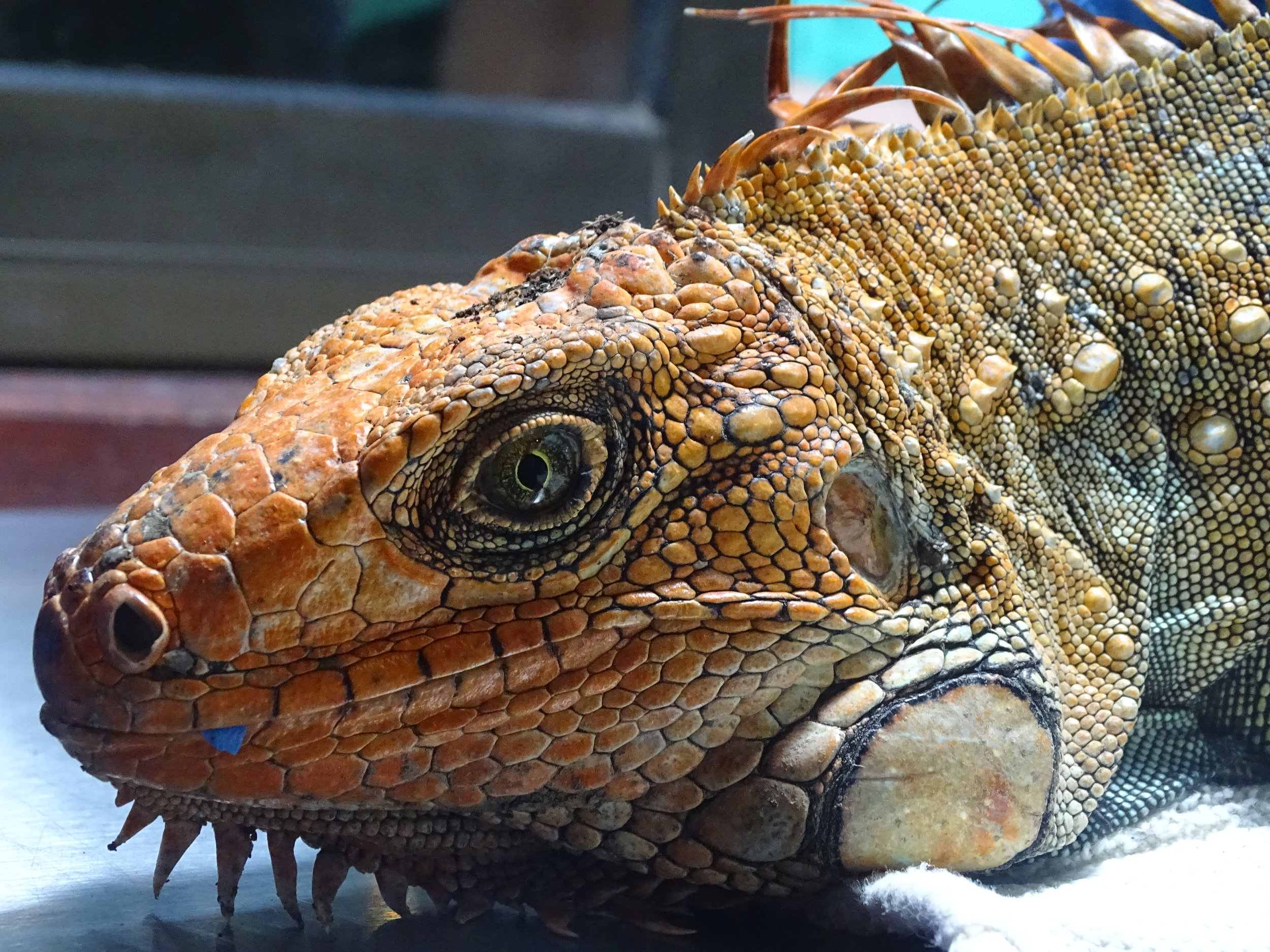 Bearded Dragon - Wildlife Images Rehabilitation and Education Center