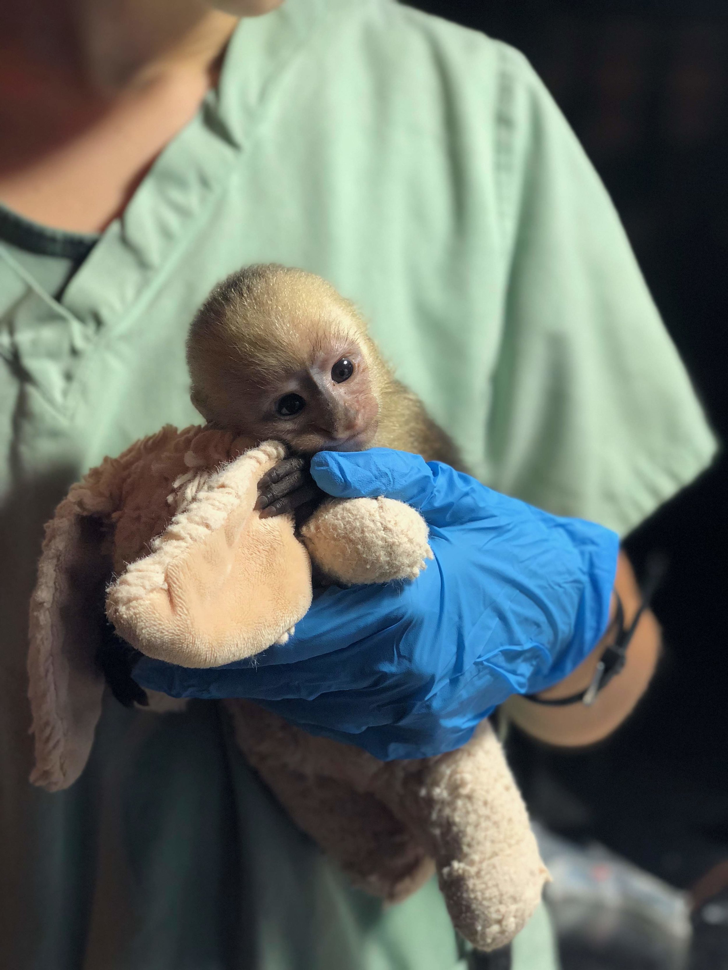 A Wild Life: Center for Wildlife Rescue, Rehabilitation, and Release