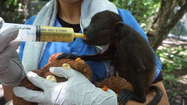 Wild Sun Rescue | Wildlife Rescue Centre in Costa Rica