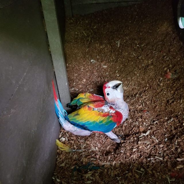 Our little rainbow is growing stronger every day! 
We are releasing our first 10 Scarlet Macaws on July 26th.  Along with government officials, representatives from local schools and organizations, we are also inviting all Patreon sponsors and guest 