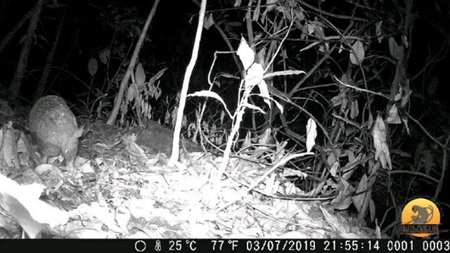 Wildlife biology intern, Alejandro Garza-Garcia, is setting up camera traps all over the jungle to learn about the local biodiversity! 
How many animals can you identify in this video??
.
If you'd like to learn more about our internship programs and 