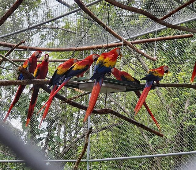 Today is a monumental day for our rescue center, the Nicoya Pen&iacute;nsula, and conservationists everywhere. Thanks to an incredible community filled with generosity, the scarlet macaw will be flying free TODAY in a region it was wiped out due to h