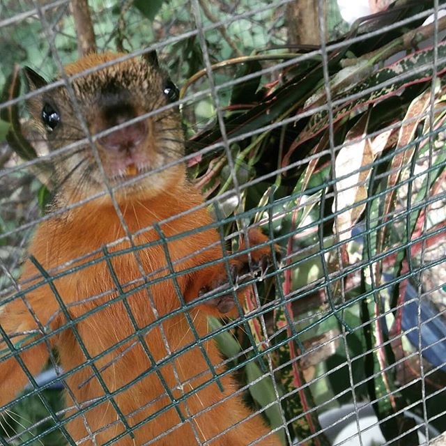 After 10 releases in the last 4 months, Lil Bob Ross is our last squirrel on site!

Fun Fact : Squirrels masticate on tree branches to clean their teeth. That is why you may see many small branches on the ground around large trees. Therefore, we alwa