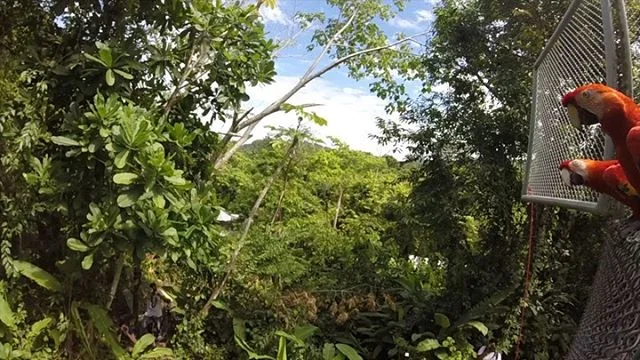 Wild Sun Rescue | Wildlife Rescue Centre in Costa Rica
