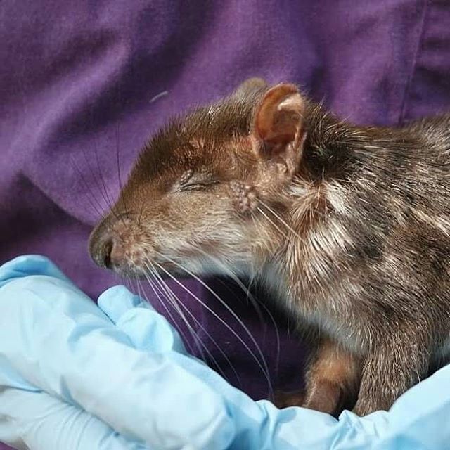 Transformation Tuesdays! 
Some news about Paca Flocka Flame : she is doing great! She has been living at Wild Sun for over a year now and weighs 3.9 kg. 
Due to her premature birth, she will never be able to see the world surrounding her and won&rsqu