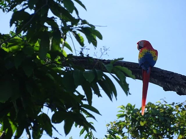 The first population of wild Cabuya Macaws. It's still unbelievable to see them soaring above us and impossible to describe how beautiful. 📸: @ecsra .
.
.
.
.
#conservation #conservationbiology #ecology #rewilding #release #savingaspecies #costarica